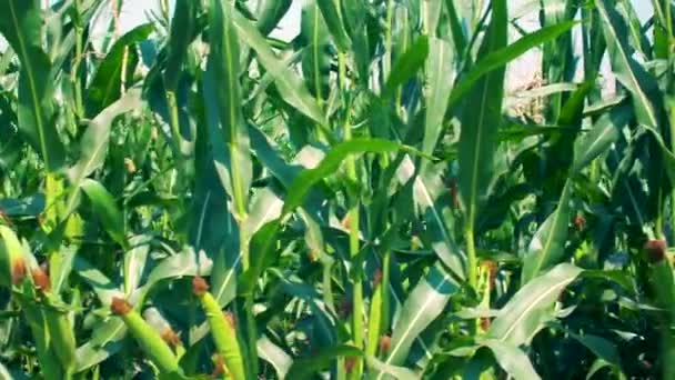 Grünes Maisfeld Sonnigem Tag Landwirtschaft Nahrungsmittelanbau Zeitlupe Filmmaterial — Stockvideo