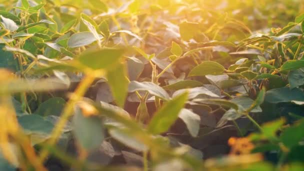 Campos Soja Atardecer Con Luz Solar Destellos Lentes Primer Plano — Vídeos de Stock