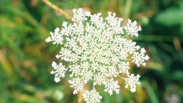 Fleur Dans Jardin Avec Vent Fermez Les Images Mouvement Lent — Video