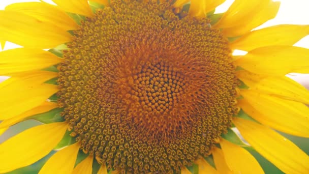 Eine Gelbe Sonnenblume Feld Bei Sonnenuntergang Nahaufnahme Filmmaterial Schöne Landschaft — Stockvideo