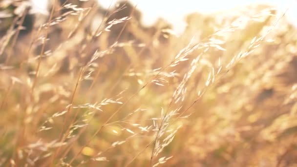 Bella Natura Erba Dorata Con Vento Rallentatore Bel Tramonto Sfondo — Video Stock