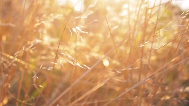 スローモーションで風と美しい自然の黄金の草 素敵な背景の夕日4K映像 — ストック動画