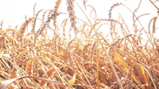 Жовте Пшеничне Поле Красивому Заході Сонця Повільному Русі Крупним Планом — стокове відео