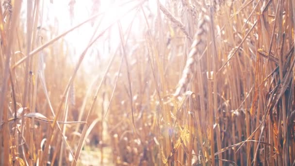 Жовте Пшеничне Поле Красивому Заході Сонця Повільному Русі Крупним Планом — стокове відео