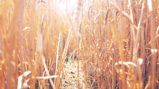 スローモーションで美しい夕日の黄色い小麦畑 4K映像をクローズアップ — ストック動画