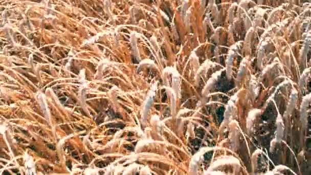 Close Wheat Field Sunny Day Top View Beautiful Agriculture Nature — Stock Video