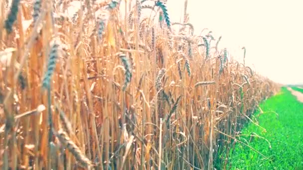 美しいサンセットの自然景観を持つ小麦畑 4K映像をクローズアップ — ストック動画