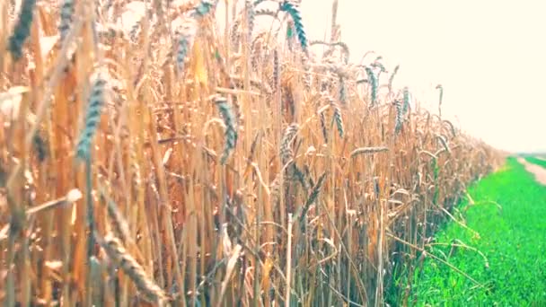 Weizenfeld Mit Wunderschöner Sanfter Naturlandschaft Nahaufnahme Filmmaterial — Stockvideo