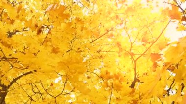 Ormanın dallarında sarı sonbahar yaprakları olan güzel ağaçlar. 4k ağır çekim doğal görüntü.