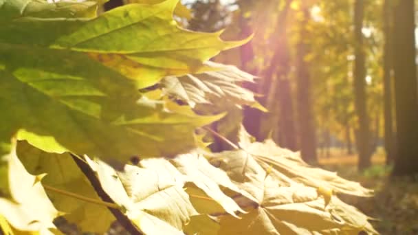 Close Langzame Beweging Van Bomen Takken Met Herfstbladeren Gele Kleur — Stockvideo