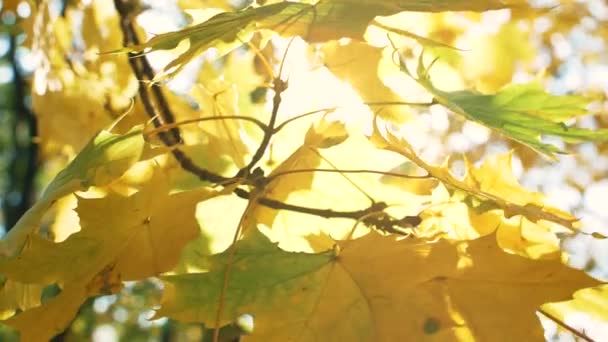 Närbild Höstgula Löv Trädgrenar Skogen Långsamma Filmer — Stockvideo