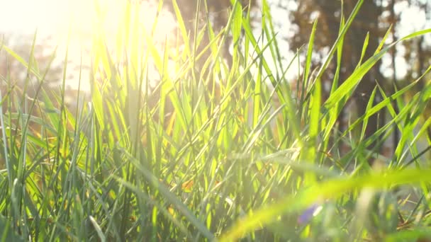 Grama Verde Com Clarões Sol Floresta Fechar Imagens — Vídeo de Stock