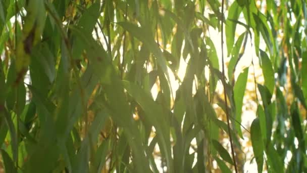Близько Гілок Дерев Листя Фонове Зображення Природи Парк Зовні Прогулянки — стокове відео