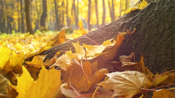 Sluiten Van Gele Herfstbladeren Met Bomen Het Bos Sluit Beelden — Stockvideo