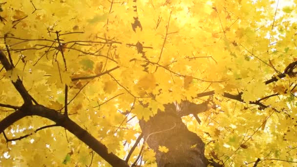 Κοντινό Πλάνο Αργή Κίνηση Των Δέντρων Κλαδιά Φύλλα Φθινόπωρο Κίτρινο — Αρχείο Βίντεο