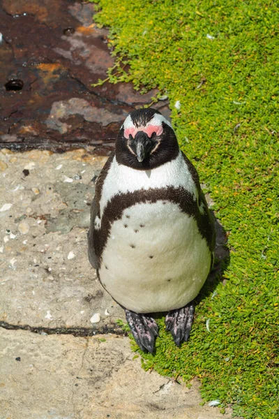 Genç Bir Afrikalı Penguen Spheniscus Demersus Kıyı Kenarında Uyuyan Tüyleri — Stok fotoğraf