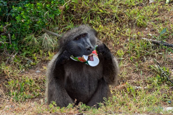 Babuíno Chacma Macho Papio Ursinus Lambendo Uma Garrafa Que Levou — Fotografia de Stock