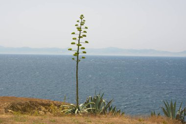 Yalnız Agave americana ağacı denizin önünde Tarife 'de bir uçurumda resimdeki Afrika kıyıları boyunca