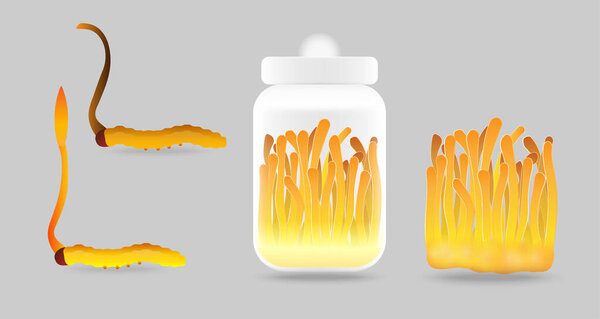 Set of Cordyceps cartoon vector illustration design."Ophiocordyceps sinensis" is a mushroom that using for medicine and food famous in Asian.Yellow orange color healthy mushroom.