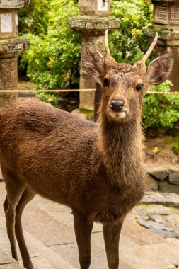 Japonya 'nın Nara şehrindeki Nara Parkı' nda yaşayan geyik doğrudan kameraya bakıyor..