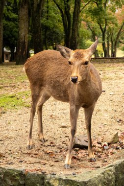 Geyik Nara Parkı 'nda arka planda sonbahar ağaçları olan kameraya bakıyor. Nara, Japonya.