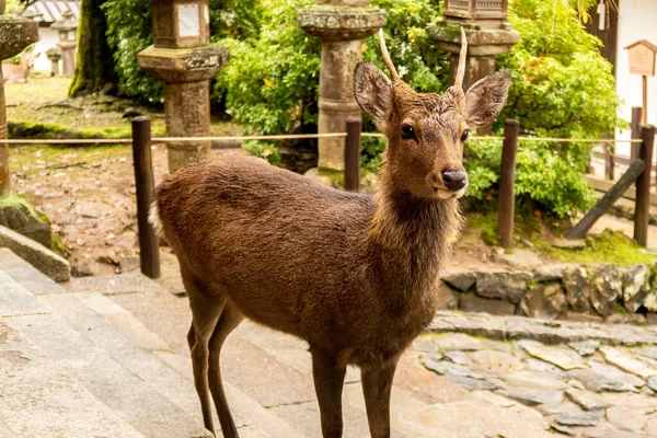 Posvátný Hnědý Jelen Rohy Žijící Nara Parku Městě Nara Japonsko — Stock fotografie