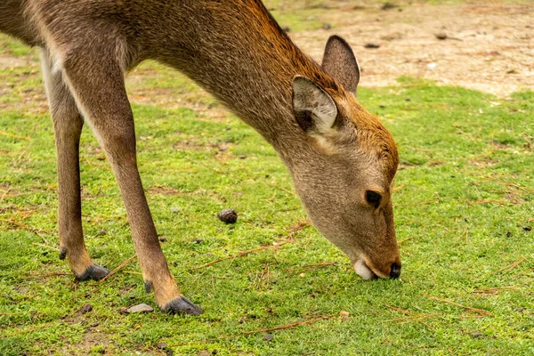 Gros Plan Cerf Mangeant Herbe Dans Parc Nara Nara Japon — Photo