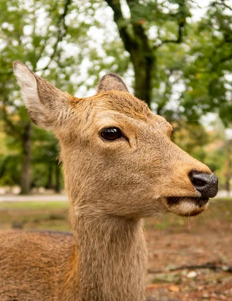 Deer\'s head close-up in Nara Park. Nara, Japan.