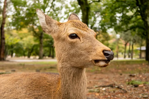 Zbliżenie Głowy Jelenia Nara Park Nara Japonia — Zdjęcie stockowe