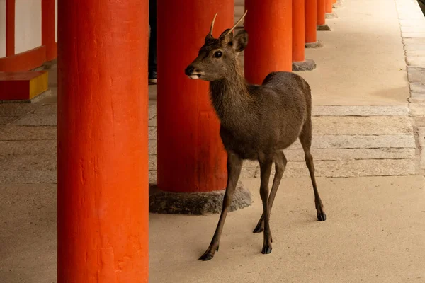 Malý Hnědý Jelen Nara Parku Stojící Chrámu Mezi Rudými Sloupy — Stock fotografie