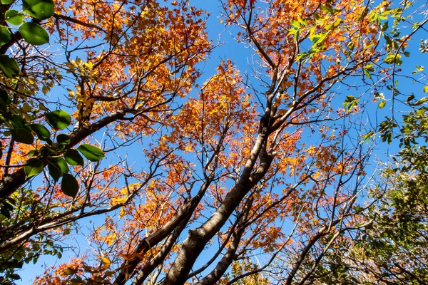 Floresta Outono Laranja Com Árvores Bordo Japonesas Ramos Fundo Céu — Fotografia de Stock