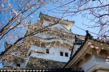 Japonya 'daki Himeji Kalesi' nde beyaz sonbahar ağaçları ve dallar görüldü. 