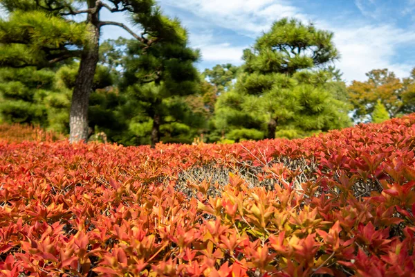 Close View Red Autumn Live Fence Leaves Japanese Garden Nijo — Stock Photo, Image