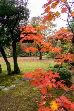 Kızıl sonbahar Japon akçaağacı (kırmızı imparator akçaağaç, Acer palmatum), Kanazawa, Japonya 'daki Kenroku-en Parkı' nda dikey portre manzarası.
