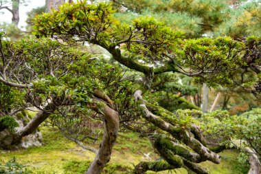 Kanazawa, Japonya 'daki Kenroku-en Parkı' nda dallarla kaplı yeşil bonsai ağacı, Novemeber.
