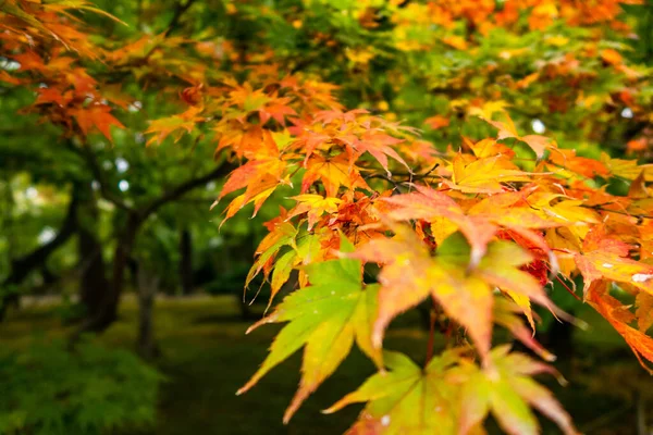 Saturated orange and yellow maple (Acer) autumn leaves in Kenroku-en Park in Kanazawa, Japan, November.