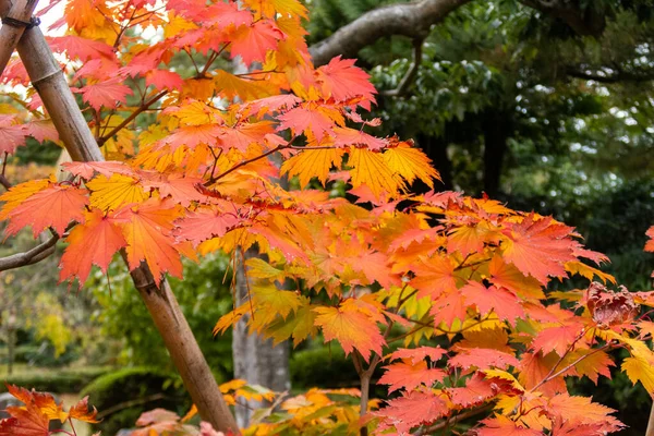 Saturado Vermelho Laranja Bordo Japonês Acer Palmatum Folhas Outono Kenroku — Fotografia de Stock