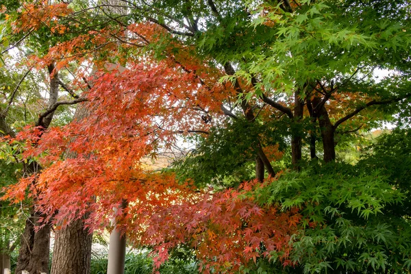 Maple Japonês Vermelho Verde Outono Bordo Vermelho Emperor Palmatum Acer — Fotografia de Stock