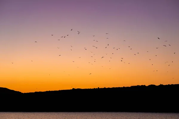 Flock Birds Migrating Picturesque Orange Purple Sky Sunset Seen Bay — Stock Photo, Image
