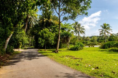 Tropikal yeşil verimli orman, palmiye ağaçları ve Singapur 'daki Pulau Ubin Adası' ndaki asfaltsız yol..
