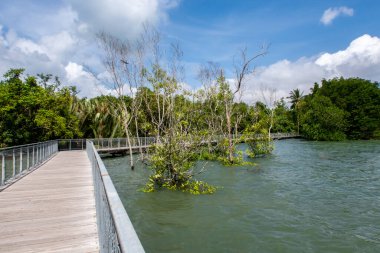 Chek Jawa Broadwalk Jetty, Mangrove ormanlarındaki ahşap platform Pulau Ubin Adası, Singapur 'a bakan sulak alanlar..