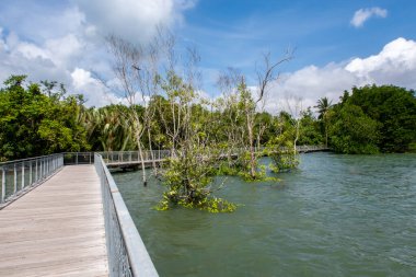Chek Jawa Broadwalk Jetty, wooden platform in mangrove forest wetlands overlooking sea on Pulau Ubin Island, Singapore. clipart