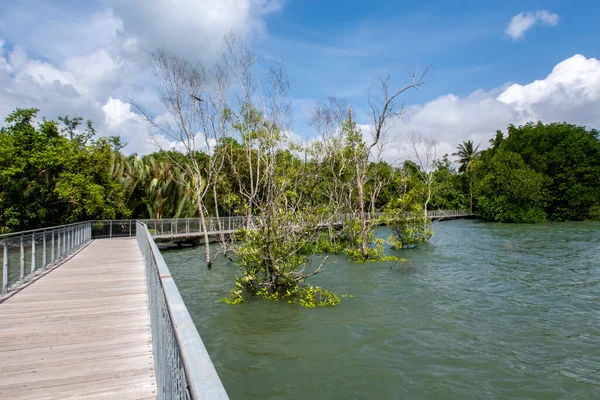 Chek Jawa Broadwalk Jetty, Mangrove ormanlarındaki ahşap platform Pulau Ubin Adası, Singapur 'a bakan sulak alanlar..