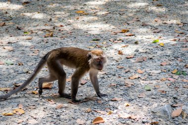 Büyük kahverengi maymun (uzun kuyruklu macaque) Singapur 'daki Pulau Ubin Adası' ndaki Pulau Ubin Adası 'ndaki Nature Preserve mangrove ormanında portakal yaprakları üzerinde yürüyor..