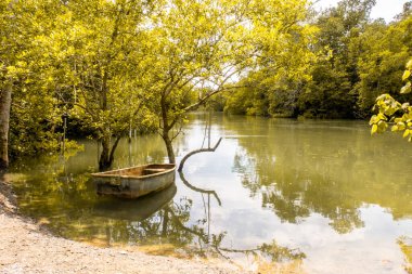 Güz gölü manzarası, eski ahşap tekne ve sarı ağaç dalları ve gölün yüzeyine düşen sürüngenler. Yeşil ve sarı renkler, Pulau Ubin Adası, Singapur.