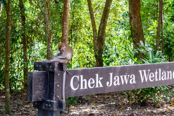 Pulau Ubin Singapur Chek Jawa Wetlands Nature Preservar Letrero Madera — Foto de Stock