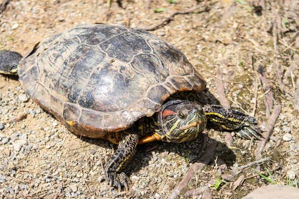 Colorful red-eared slider turtle (Trachemys scripta elegans, red-eared terrapin, red-eared slider turtle, red-eared turtle, slider turtle) in Wei Tuo Fa Gong Buddhist Temple in Pulau Ubin, Singapore.