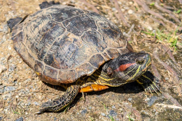 Close-up view of red-eared slider turtle (Trachemys scripta elegans, red-eared terrapin, turtle, red-eared turtle, slider turtle) in Wei Tuo Fa Gong Buddhist Temple in Pulau Ubin, Singapore.