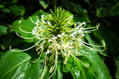 Hedychium spicatum, beyaz, fan şeklinde çiçek, genellikle zencefilli zambak olarak bilinir, veya canlı yeşil yapraklı zencefil, Çin, Himalayalar, Tayland ve Etiyopya 'ya özgü.