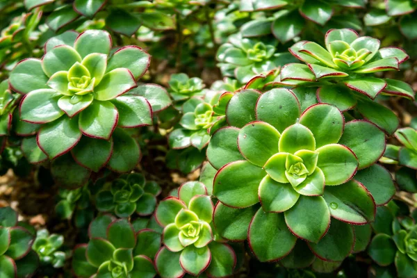 싱가포르 베이에 정원에서 수있는 매력적 로제트와 국경이 Carpet Echeveria — 스톡 사진